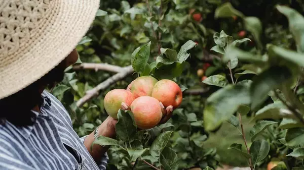 Сделайте это весной: подживите яблони такими «витаминами» — и большой урожай не придется ждать