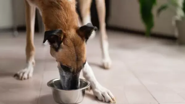 Какую воду нужно давать собаке для питья