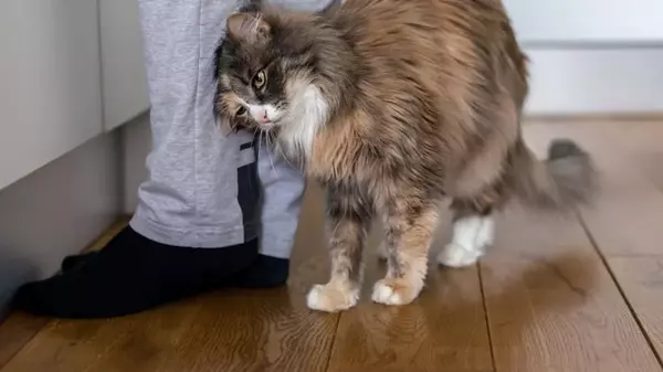 Почему кошка трется об ноги: причина вас удивит