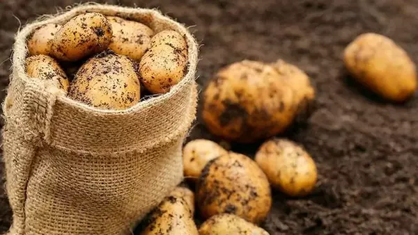 Что класть под картошку, чтобы был мощный урожай: варианты удобрений