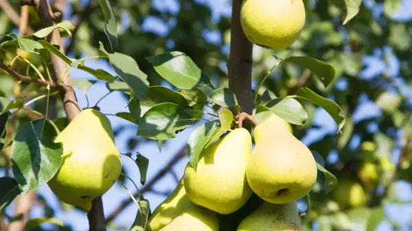 Что делать, если груша не плодоносит: даже старое дерево ежегодно будет давать богатый урожай