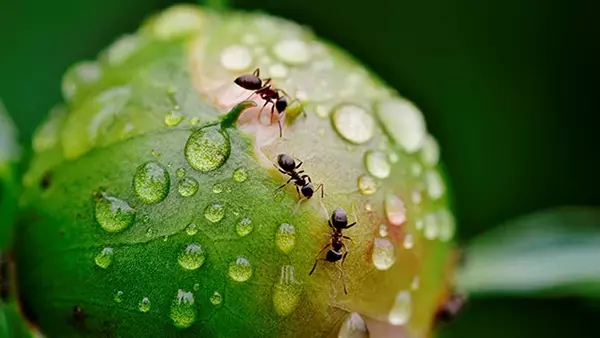 Они этого не терпят: как вывести муравейник на огороде и в доме
