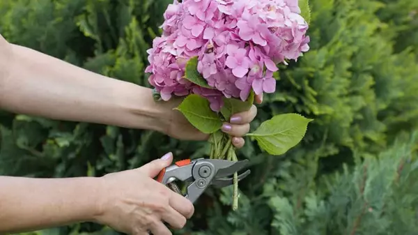Как обрезать разные виды гортензий весной: садовод показал, как все сделать правильно