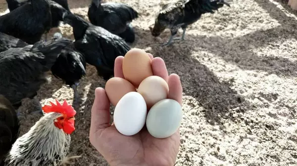Яйца будете раздавать: 10 лучших пород кур-несушек