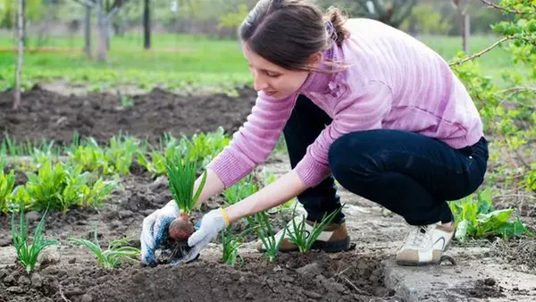 Садовые работы в мае: какие растения нужно обрезать и что посеять