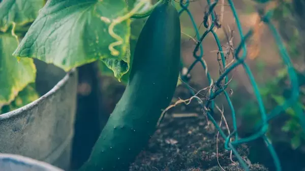 Урожай будете собирать ведрами: попробуйте простой, но интересный немецкий метод высадки огурцов