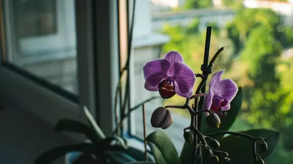 Что приносит орхидея в дом: народные приметы об одном из самых кр...
