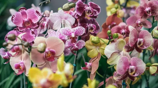 Цветут, как бешеные: садоводы посоветовали, какой продукт со стола дать орхидеям как удобрение