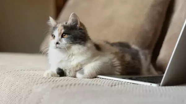 «Человеческая» болезнь у кошек: как понять, что у кота артрит