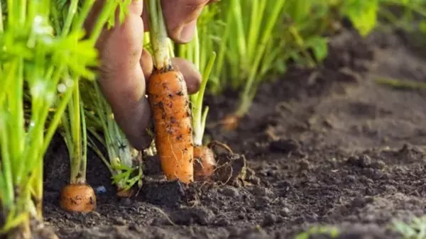 Как посеять морковь, чтобы потом ее не прореживать: шесть провере...