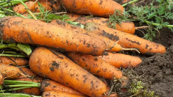 Чем подкормить морковь, чтобы выросла большой и сладкой: какое уд...