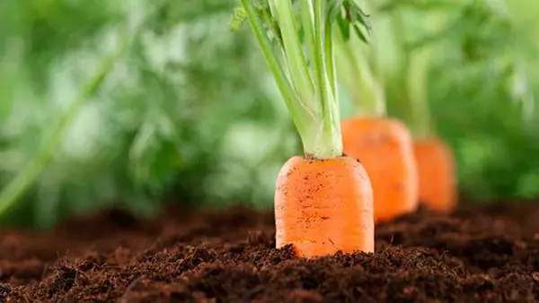 Как старые джинсы помогут прорастить морковь: интересный лайфхак