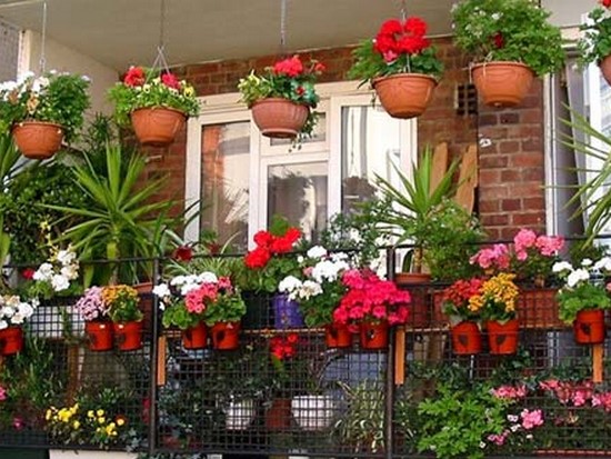 Цветы на балконе — балконная оранжерея