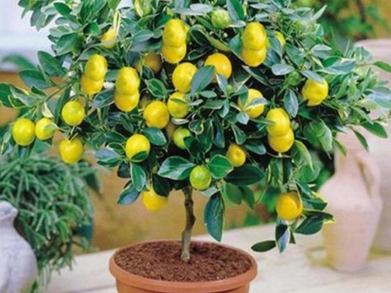 Выращиваем лимон в домашних условиях