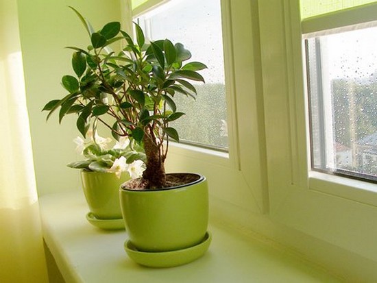 Правильный свет для комнатных растений