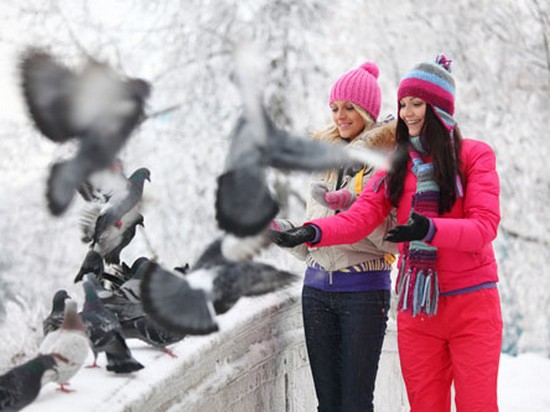 Как правильно подкармливать зимой птиц и других животных
