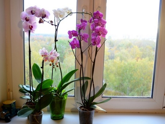 Правильный уход за орхидеей