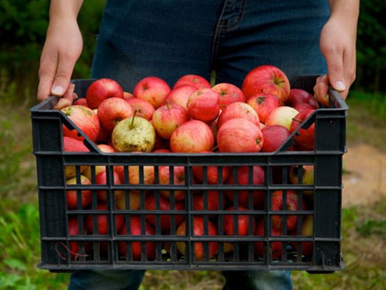 Хранение яблок — что нужно знать