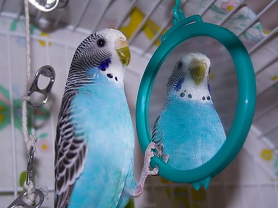 Волнистые попугайчики — как правильно выбрать и ухаживать
