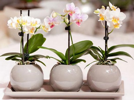 Как ухаживать за орхидеями и размножать их?