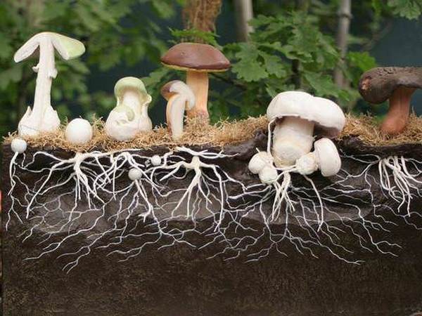 Как выбрать мицелий грибов?