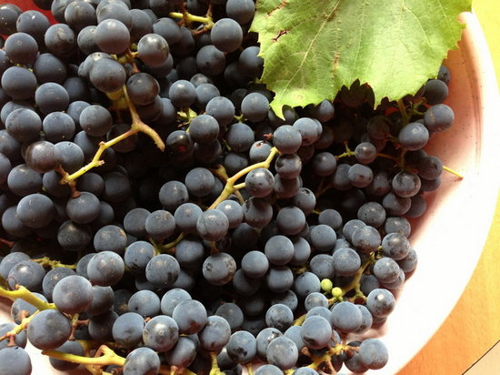 Виноград «Альфа»: описание, выращивание и подготовка к зиме