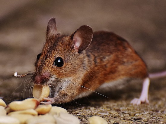 Как избавиться от мышей, поселившихся в доме?