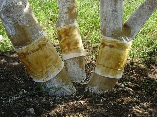 Ловчие пояса для деревьев: польза и вред