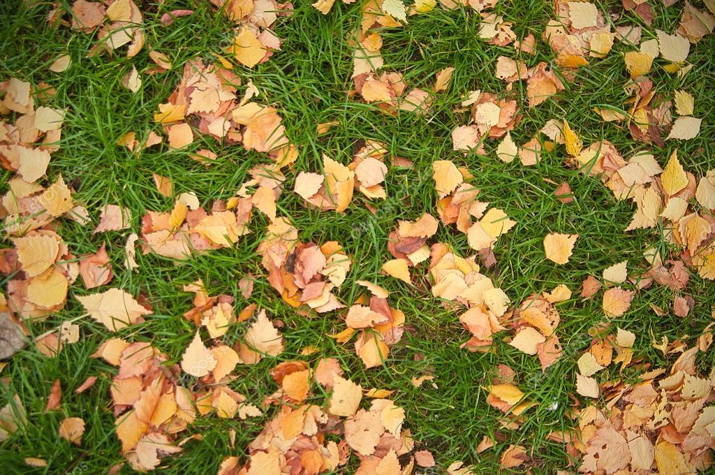 Что делать с осенними опавшими листьями?