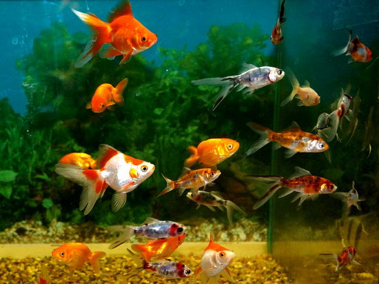 Бизнес на аквариумных рыбках и растениях