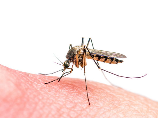 Малярия – причины, симптомы, лечение и профилактика заражения