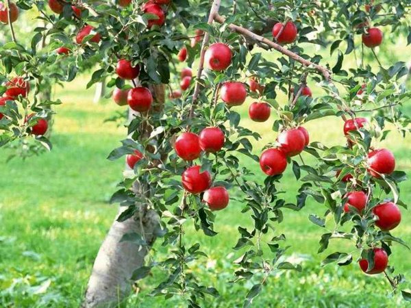 Как правильно привить яблоню черенком?