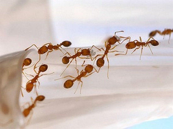 Как избавиться от домашних муравьев в доме