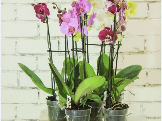 Как ухаживать за орхидеей после покупки