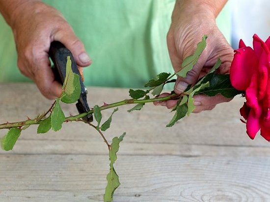 Как вырастить розы из срезанных стеблей