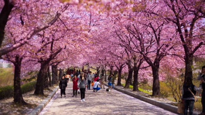 Цветение сакуры – особый период в жизни Японии