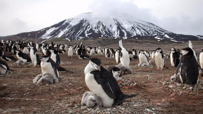 Антарктический остров с 1,5 миллионами пингвинов