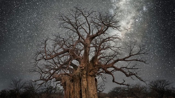 Древние деревья в сиянии звезд