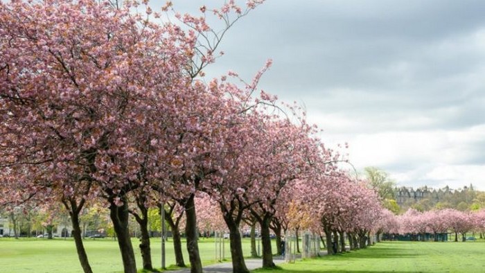 Лучшие места в мире, где можно увидеть цветение вишни