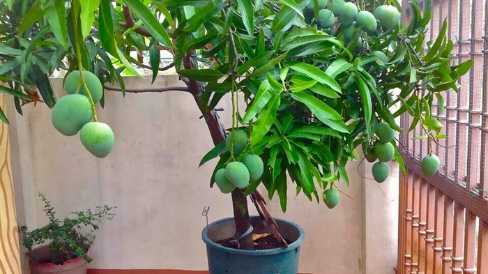 Как легко вырастить манго из косточки в домашних условиях