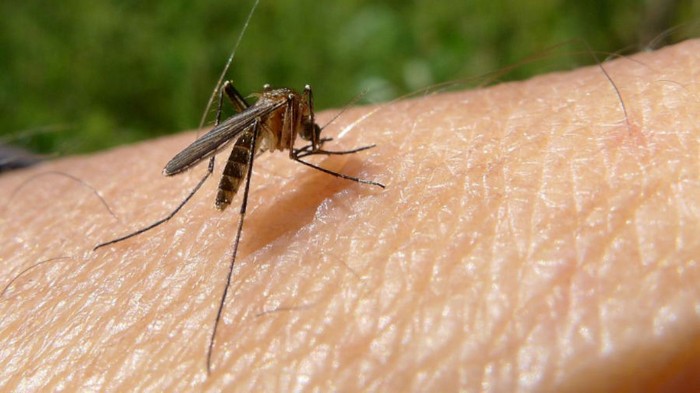 Самые элементарные натуральные способы избавиться от комаров