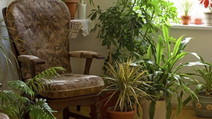 10 тенелюбивых растений, которые совершенно не обязательно ставить на подоконник