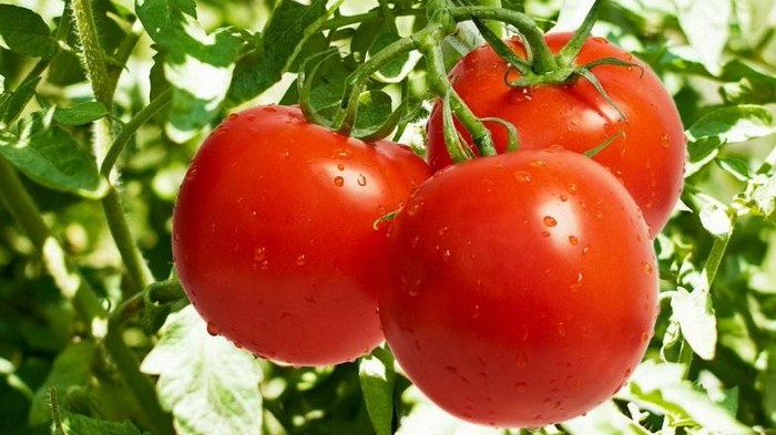 Неожиданный способ выращивать томаты