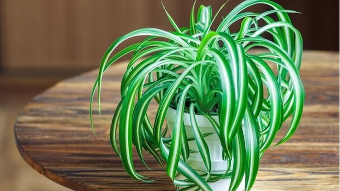 8 растений, которые себя отлично чувствуют даже в затемненных закоулках вашей квартиры