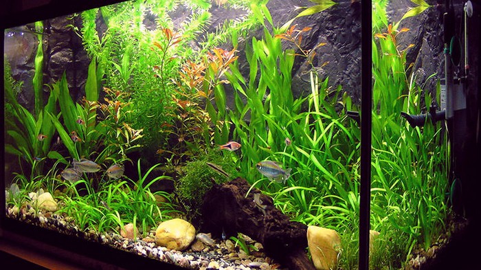 5 интересных идей как украсить аквариум