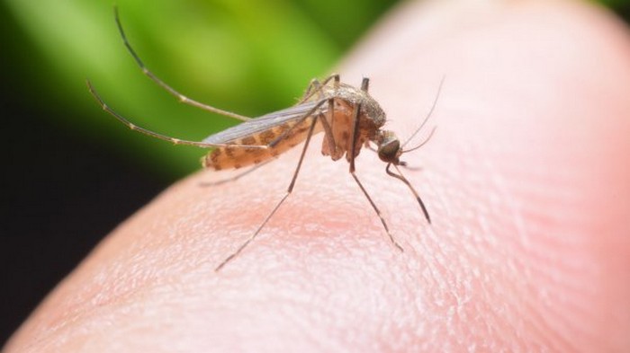 Почему одних людей кусают комары, а других — нет