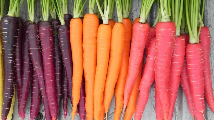 Как правильно выбирать семена морковки?