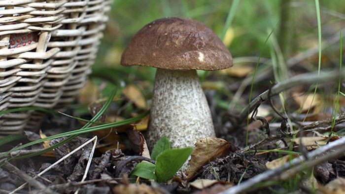 Червивые грибы – как правильно чистить и можно ли есть