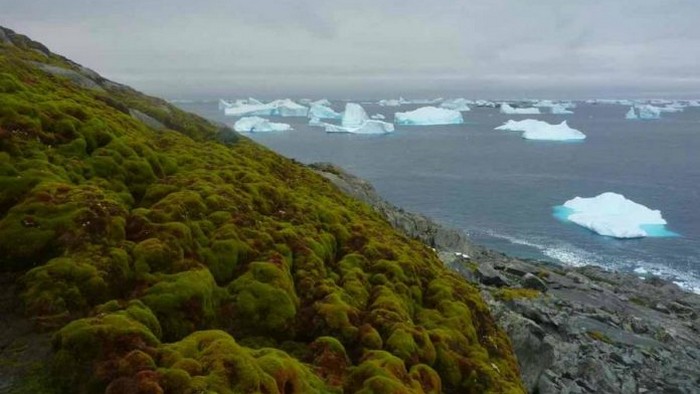 Антарктида зазеленела из-за климатических изменений
