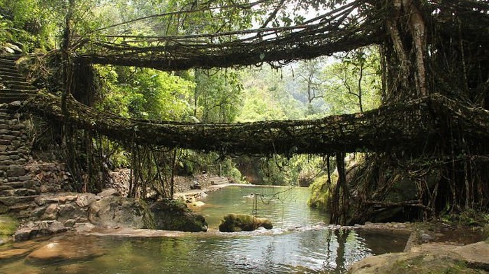Чудо природы: живые мосты Черапунджи